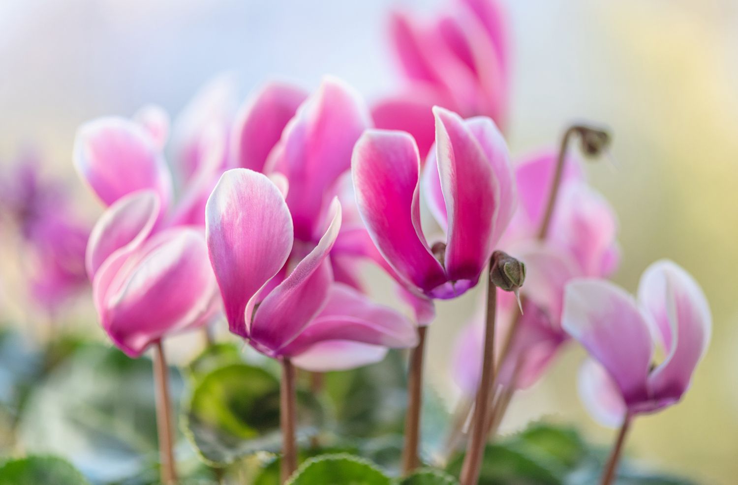 Mini cyclamens avec fleurs et boutons roses et blancs closeup