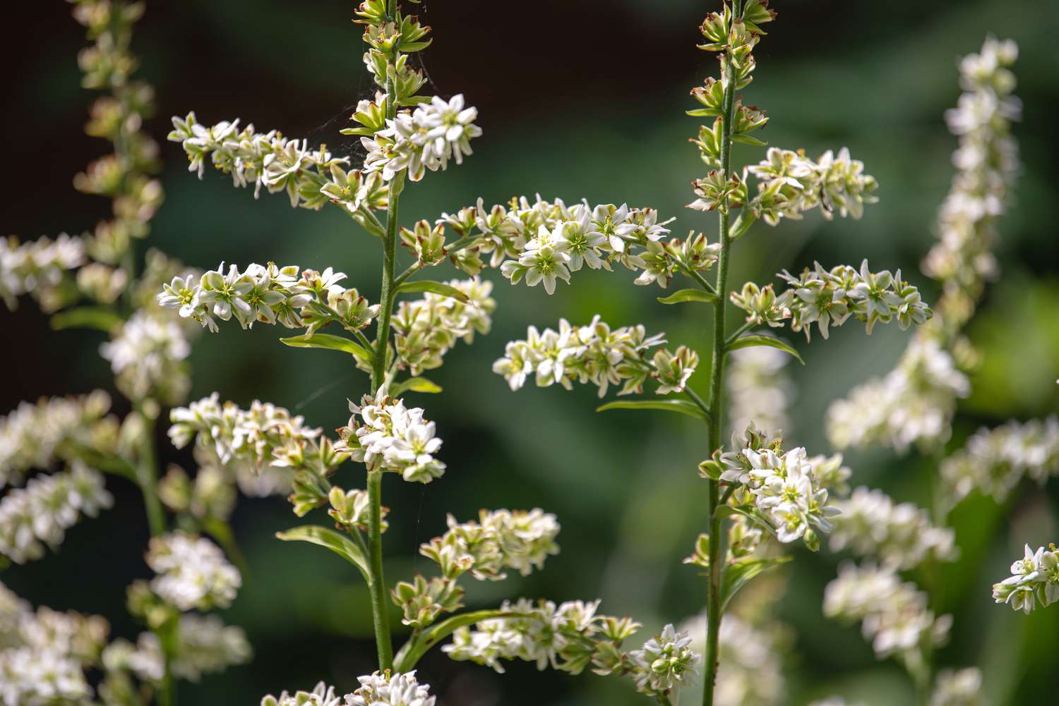 Plantas de falso heléboro com caules finos e pequenas panículas de flores brancas em close-up