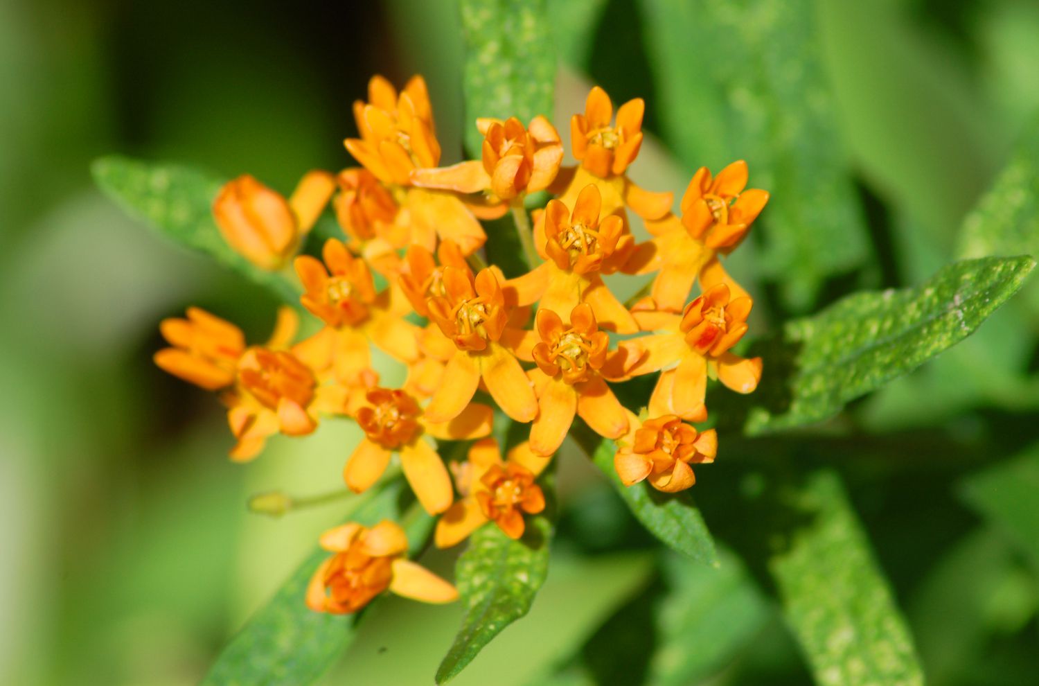 La hierba de las mariposas (imagen) tiene flores naranjas. Este imán de mariposas es una Asclepias