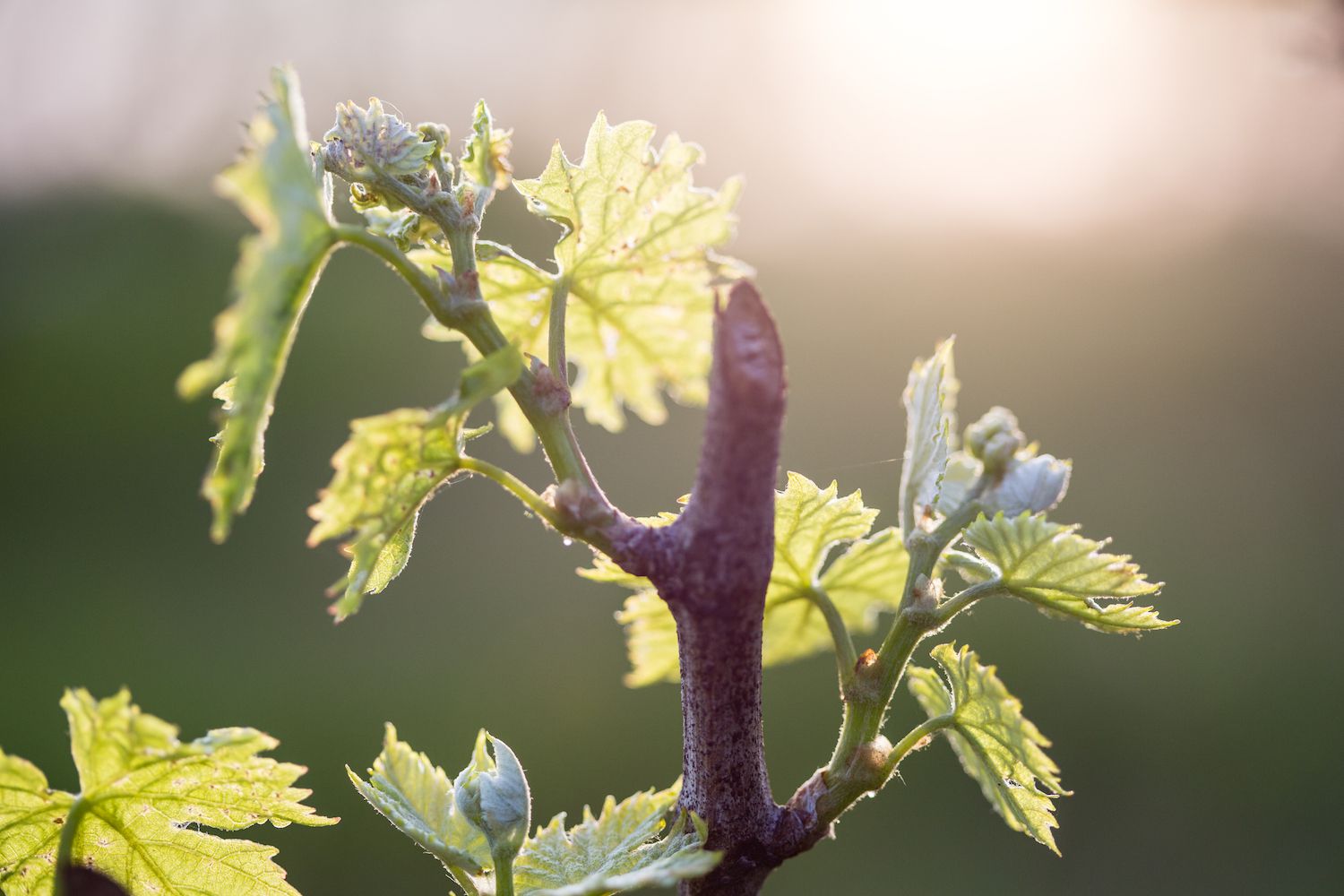 Junge Knospen der Weinrebe im Weinberg