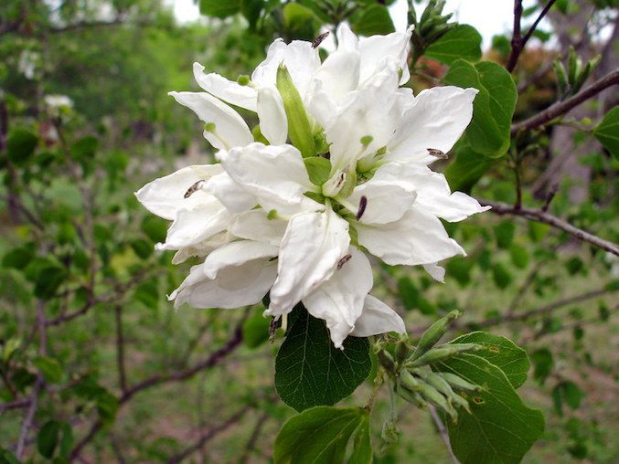 Flor blanca de muchos pétalos del árbol de orquídeas Anacacho con hojas verdes bialobuladas.