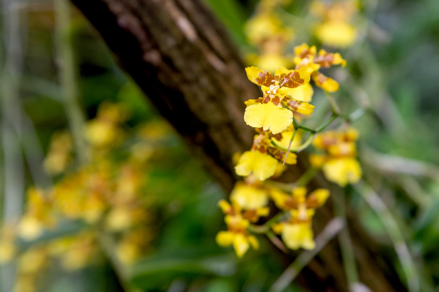 Psychopsis-Orchidee mit gelben und braunen Kelchblättern an dünnem Stiel, der am Baumstamm hängt