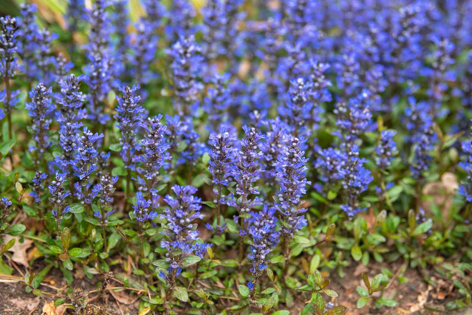 Bugleweed-Pflanze mit kleinen lila Blütenähren