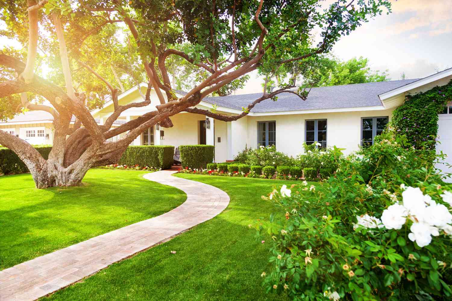 Uma casa branca estilo rancho com grama verde, uma grande árvore baixa e arbustos floridos.