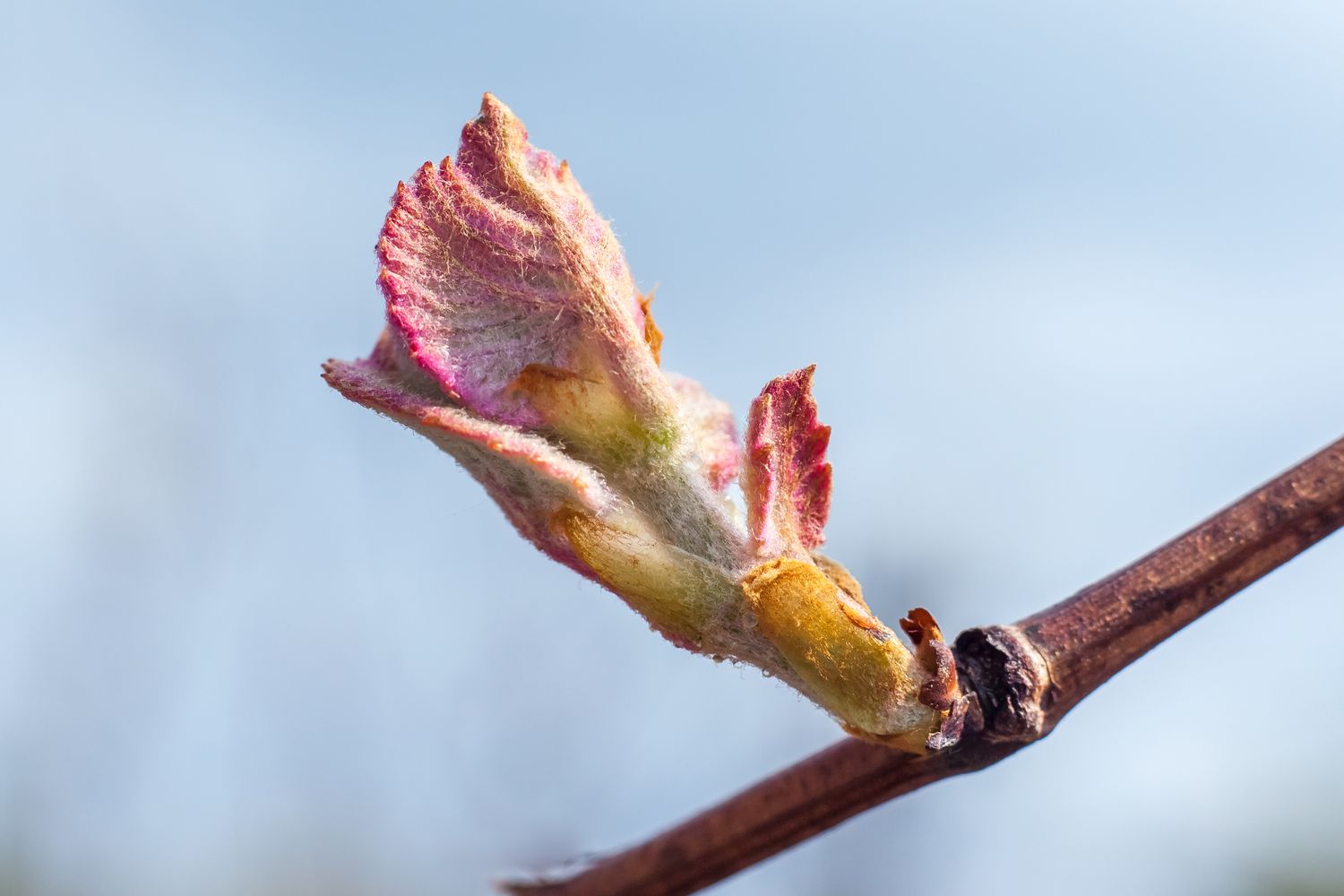 Knospen an Weintrauben im Frühjahr