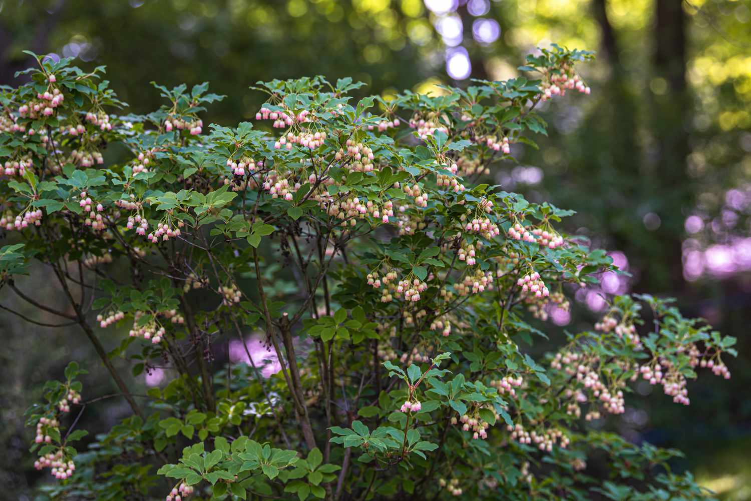 Arbuste d'enkianthus à veines rouges avec de fines branches et de petites feuilles vertes entourant de petites fleurs blanches