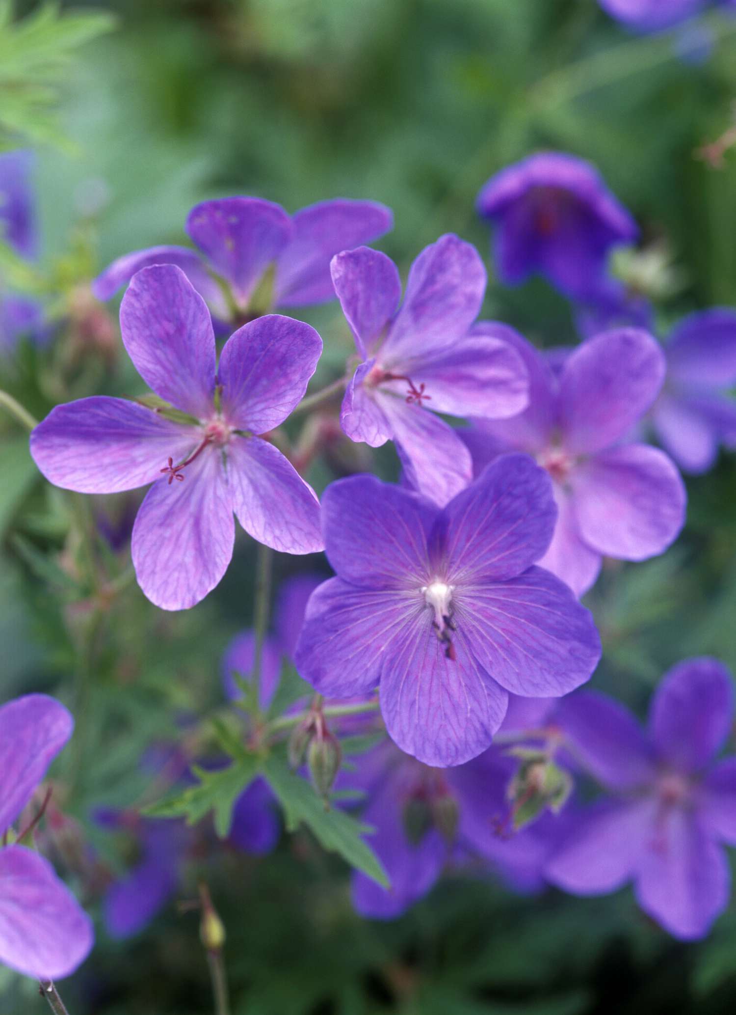 'Johnson's Blue' geranios con flores azul violáceo