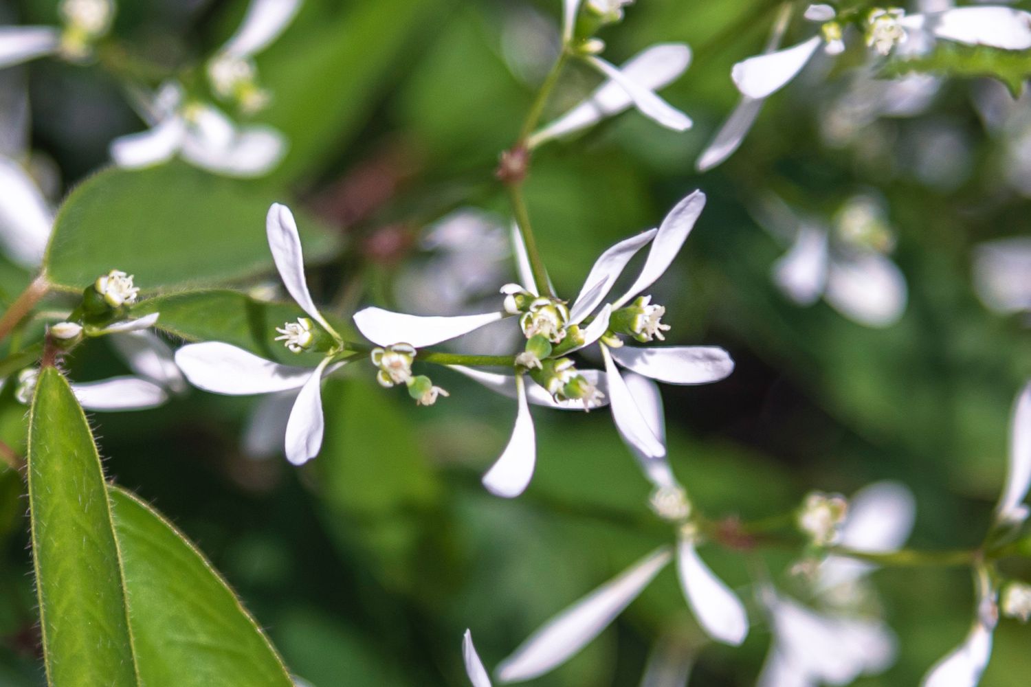 Baby's-breath Euphorbia Zimmerpflanze mit winzigen weißen Blütenblättern und Geboten in Nahaufnahme