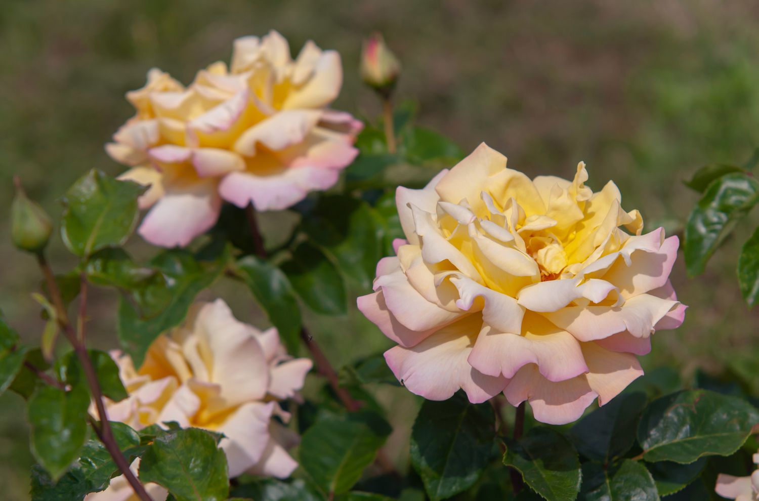 Hybrid tea 'peace' rose with layers of yellow, light pink and white petals in sunlight