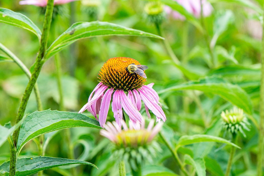 abelha em uma coneflower roxa
