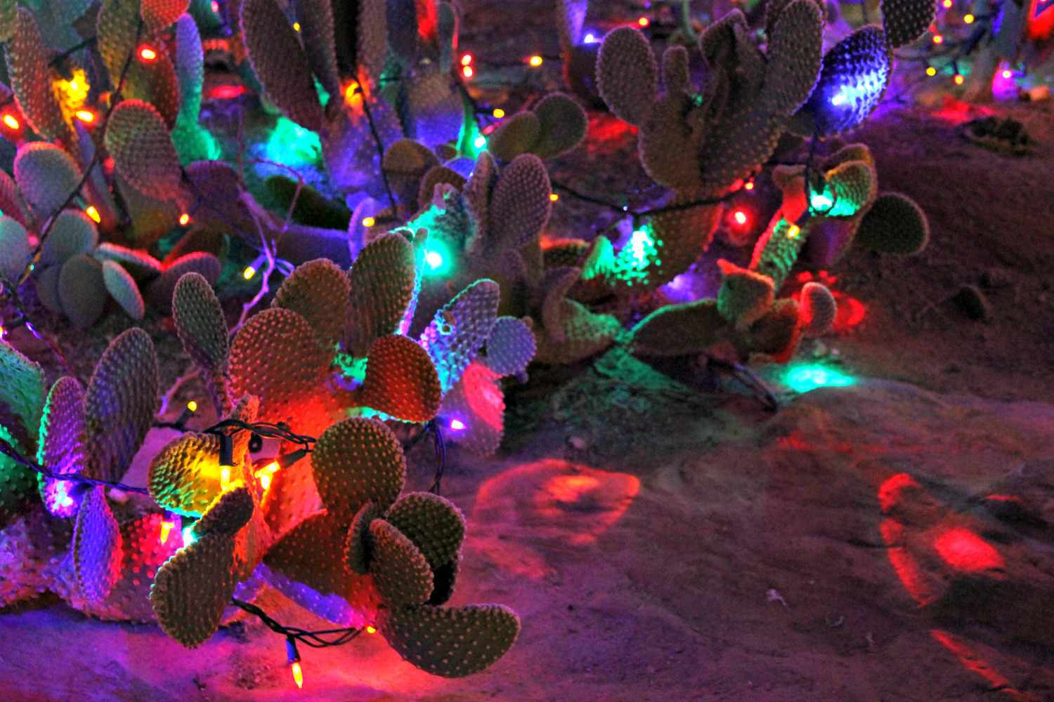Plantas de cactos com pás decoradas com bulbos multicoloridos