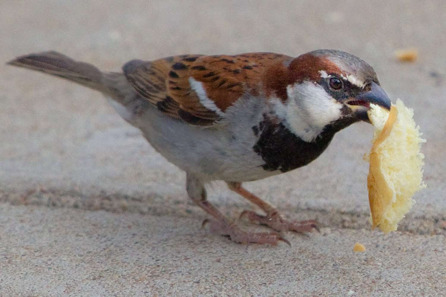 House Sparrow Eating Bread