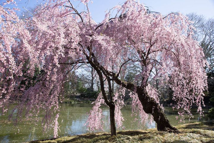 Blühender Trauerkirschbaum an einem Teich