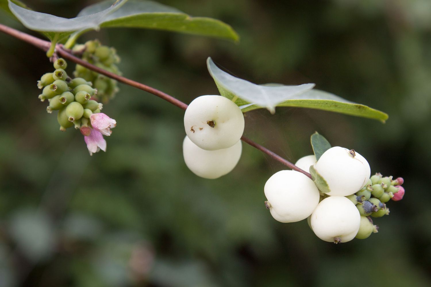 Snowberry shrub branch with creamy white berries and buds closeup