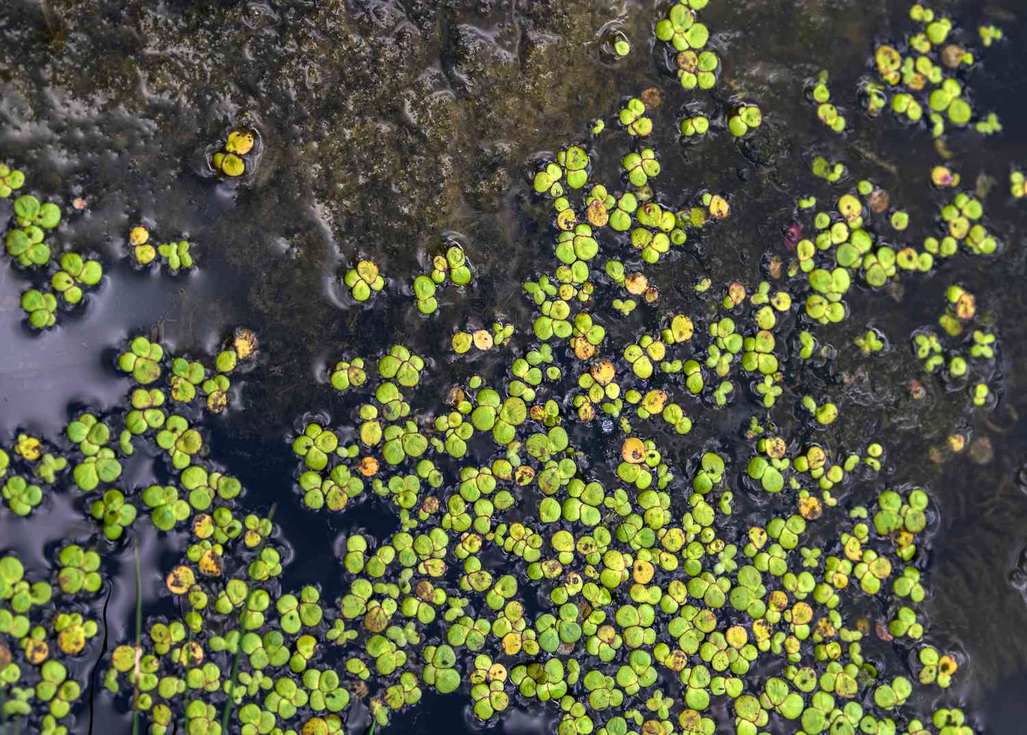 Planta lentilha d'água com pequenas folhas redondas verdes e amarelo-esverdeadas flutuando na água do lago