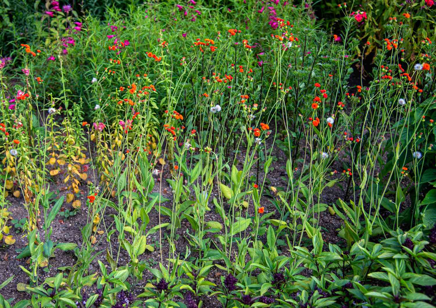 Scharlachrote Quastenblüten an dünnen Stielen mit kleinen orangefarbenen Blüten an der Spitze im Garten