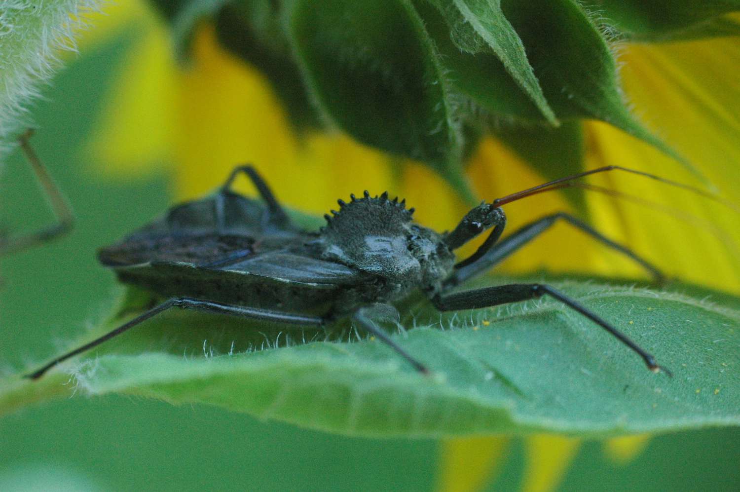 Insecto gris oscuro con cresta estriada y patas largas sobre una hoja