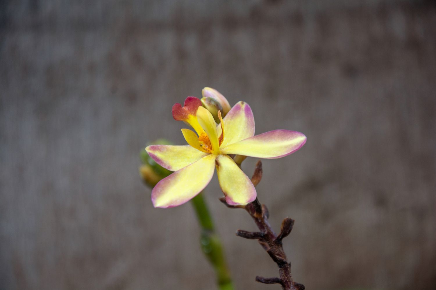Spathoglottis orchid with yellow flower with pink tips on edge of stem closeup