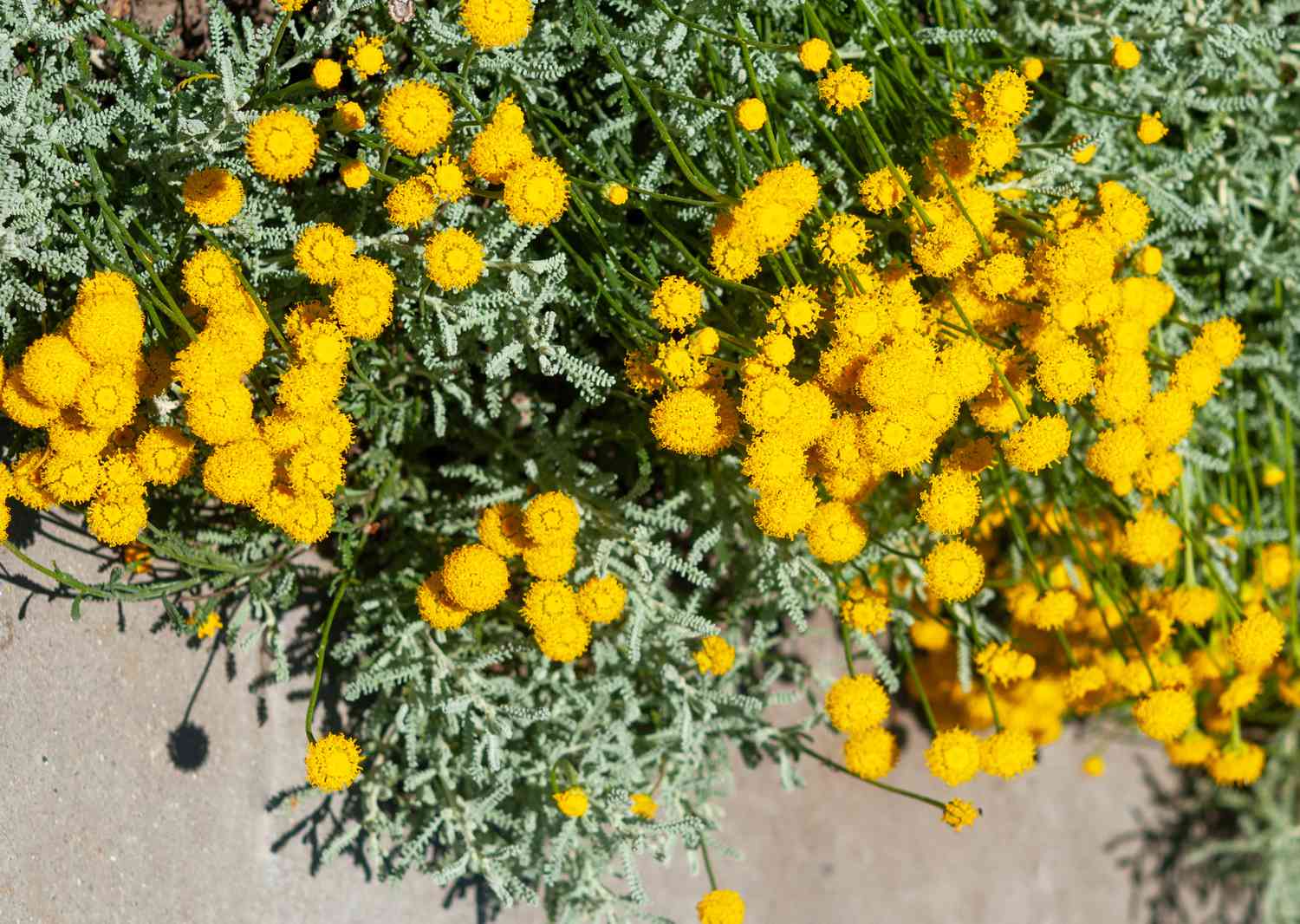 Lavendelbaumwolle mit gelben Pomponblüten auf grauen Stielen