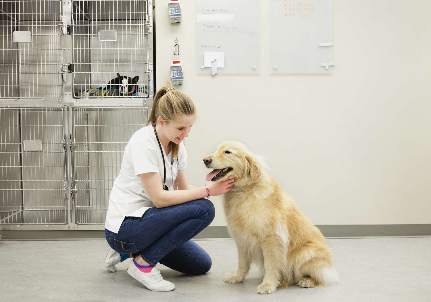 Veterinaria con Golden Retriever en el suelo de la perrera