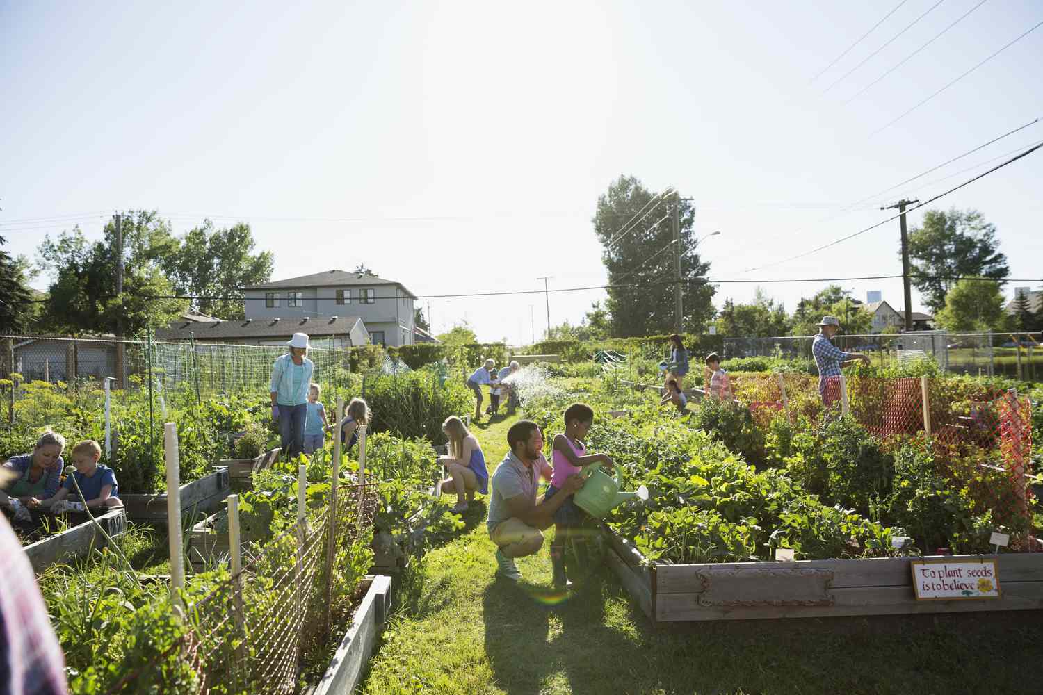 Neighbors tending to sunny community vegetable garden