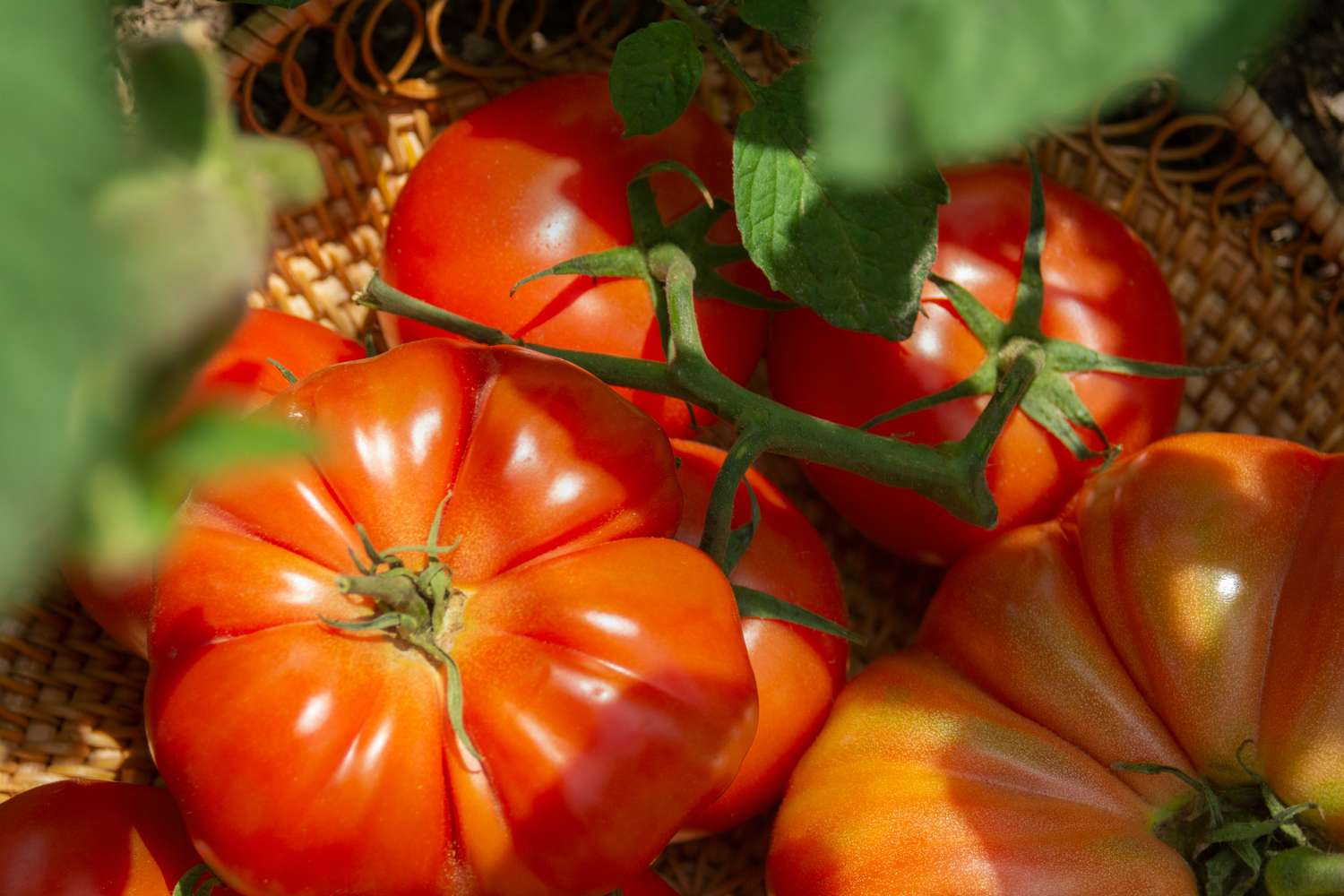 Rote Bio-Tomaten am Stiel in einem Weidenkorb