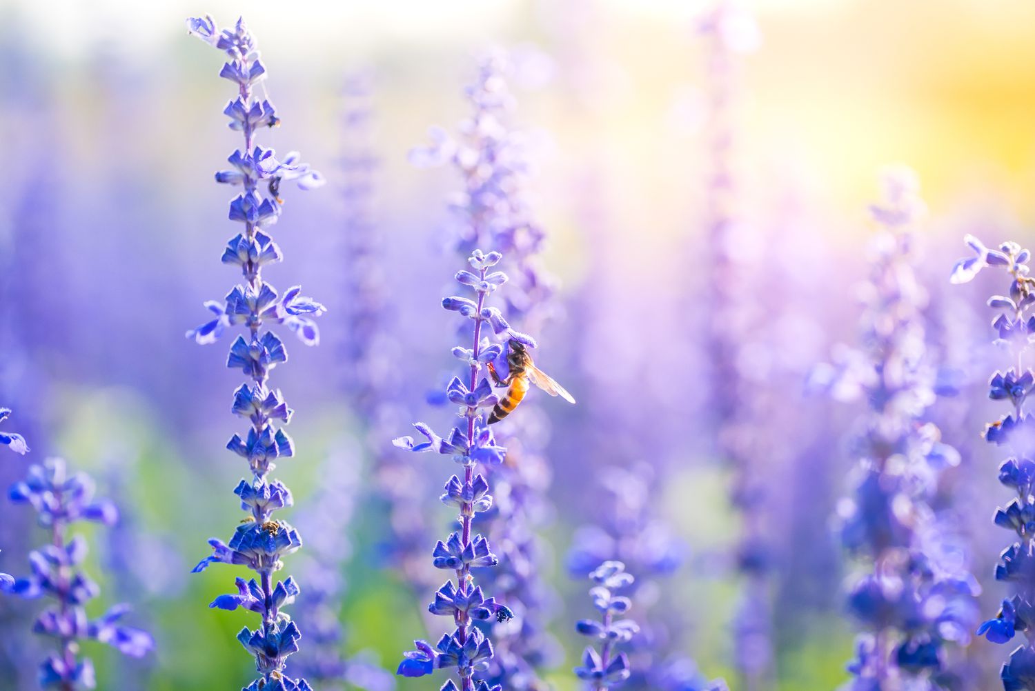 Biene auf Lavendelblüten.