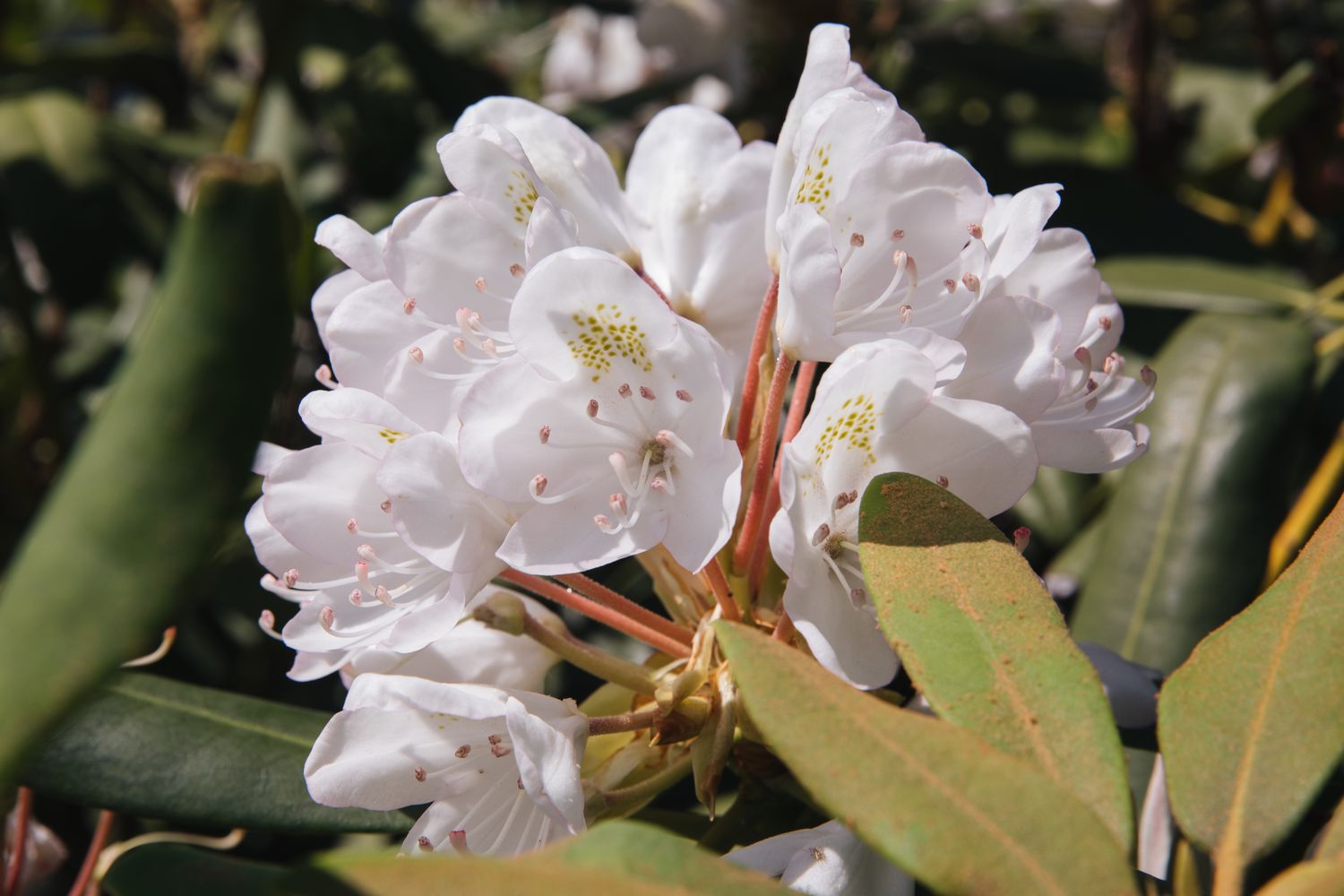 arbusto rododendro