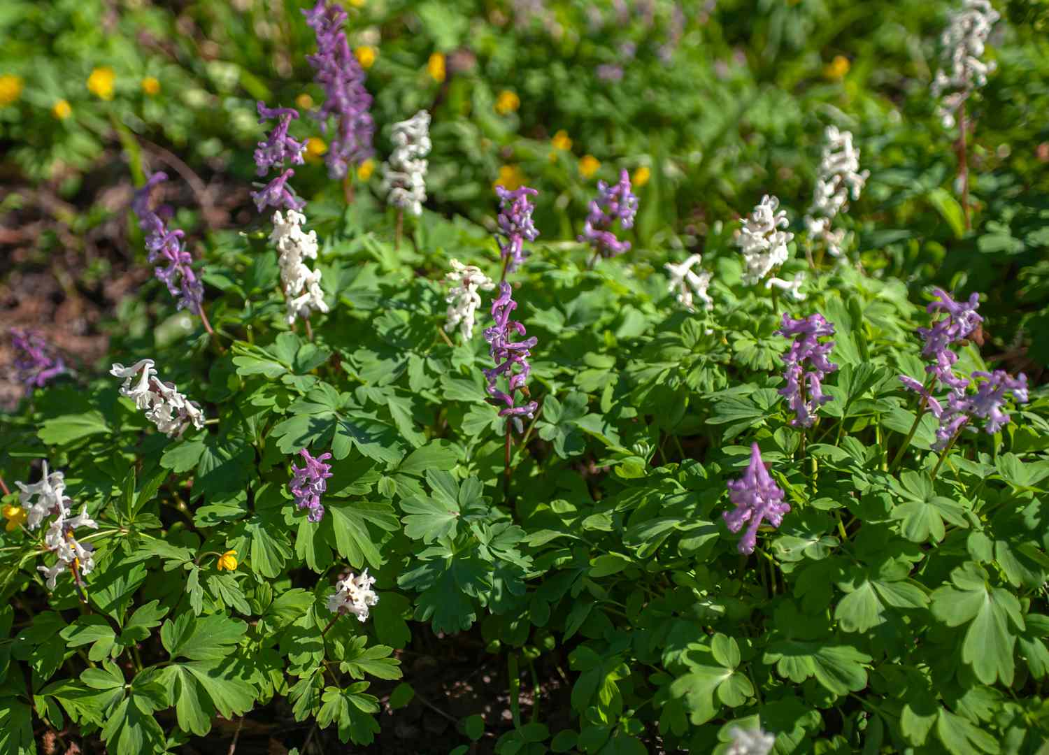 Lerchenspornblüten