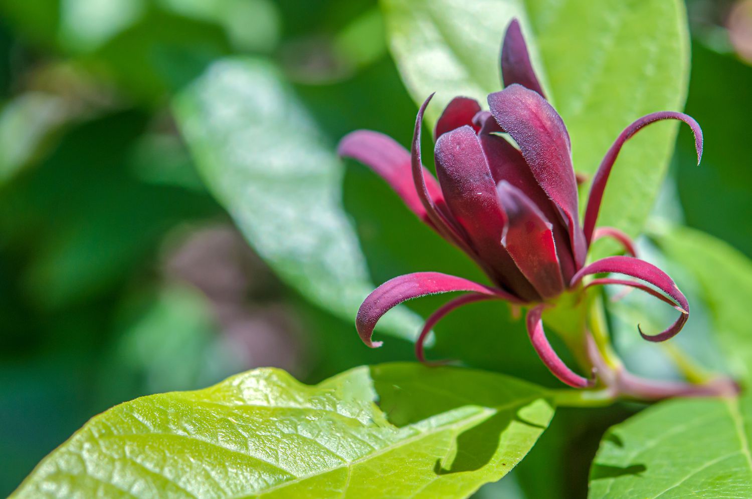 Kalifornischer Süßholzstrauch mit tief kastanienbrauner Blüte, die sich im Sonnenlicht entfaltet, Nahaufnahme