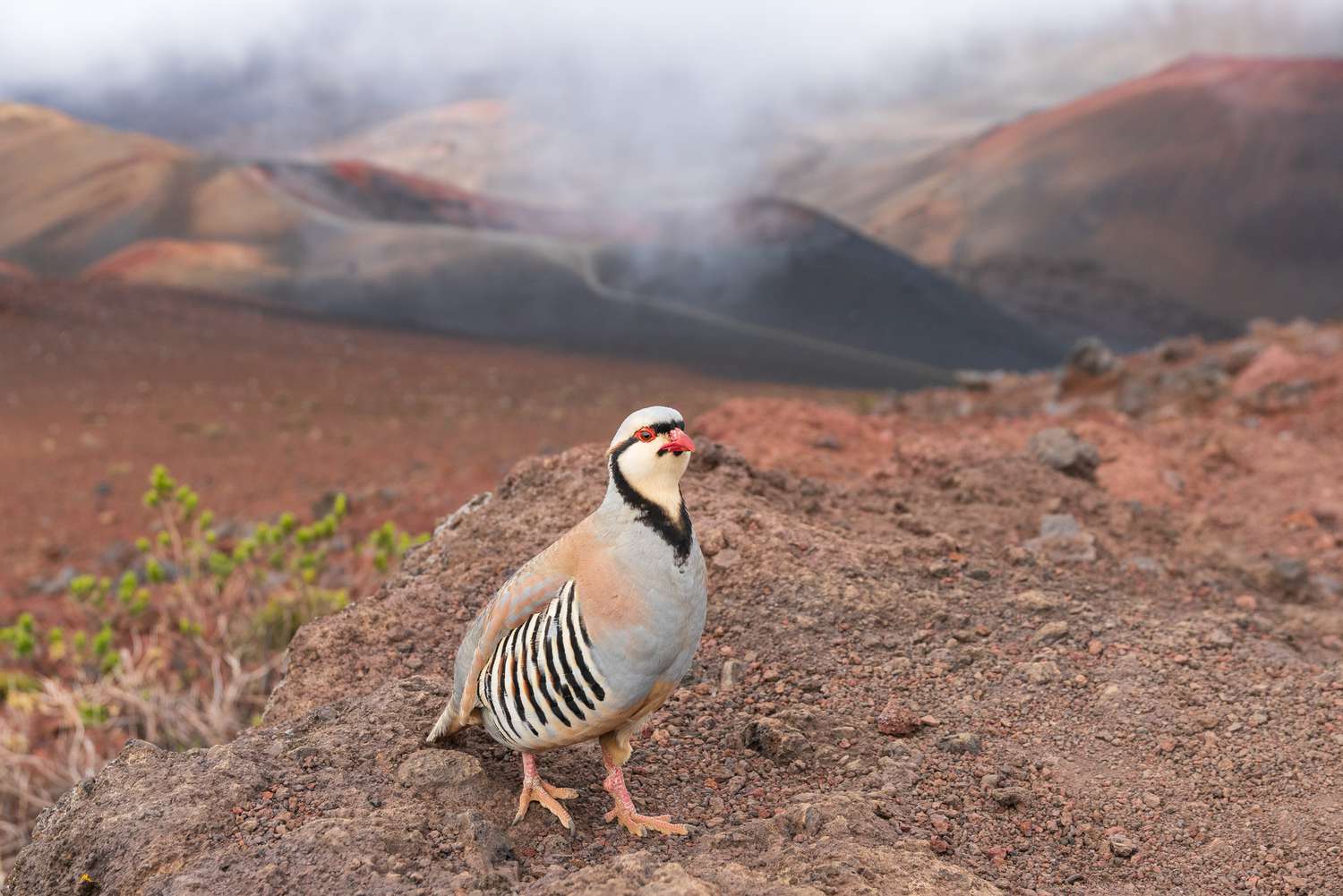 Chukar-Huhn im Haleakala-Nationalpark