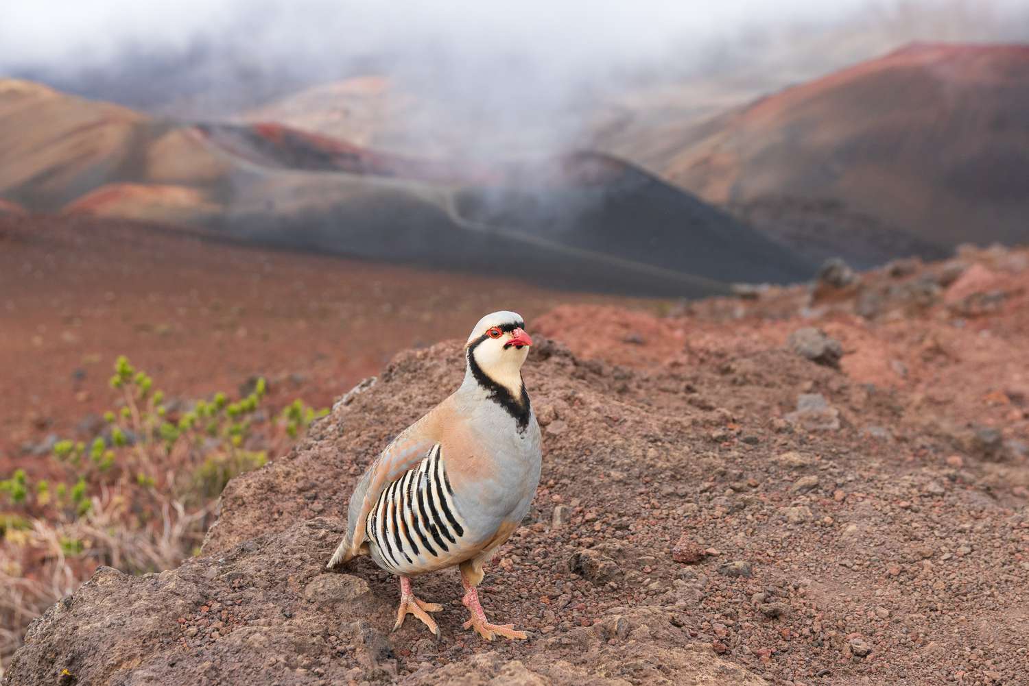 Perdiz Chukar no Parque Nacional Haleakala