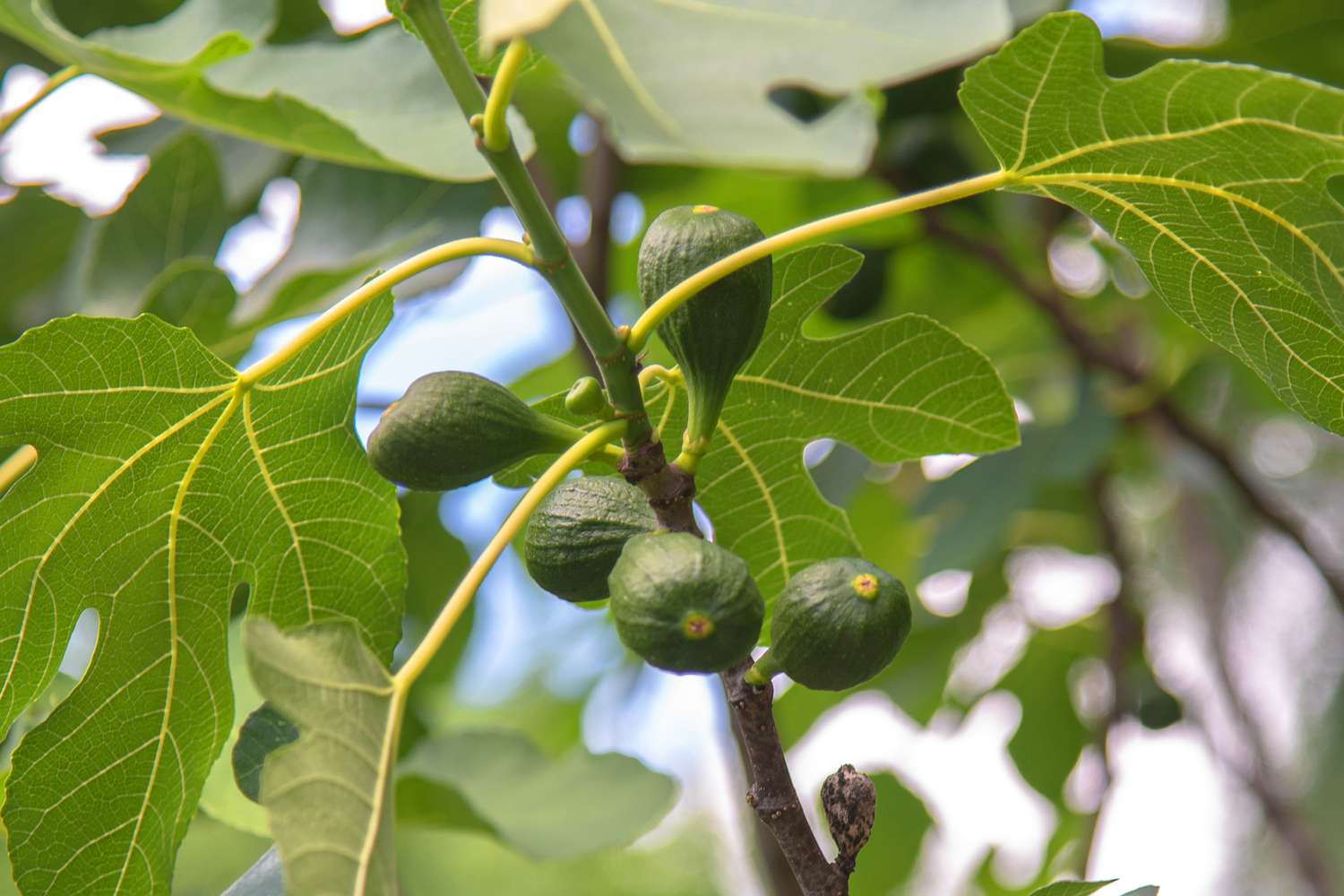 Bio-Feigen wachsen am Baum in der Nähe großer gelappter Blätter