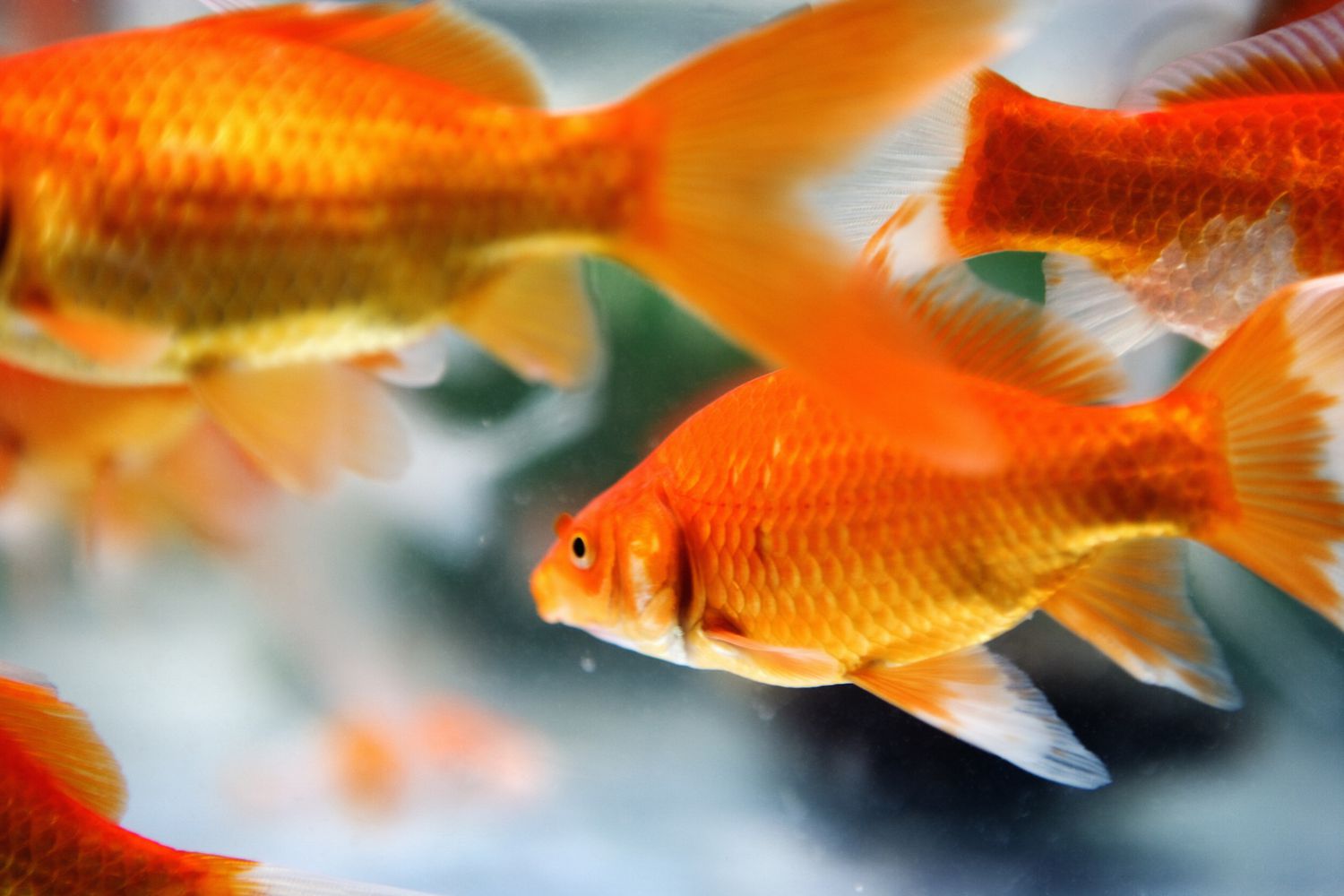 A close-up of some goldfish