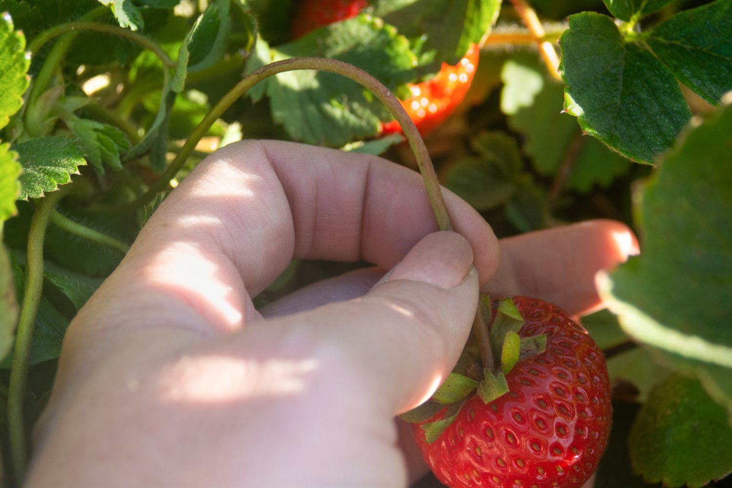 Strawberry stem being snapped by hand to harvest closeup