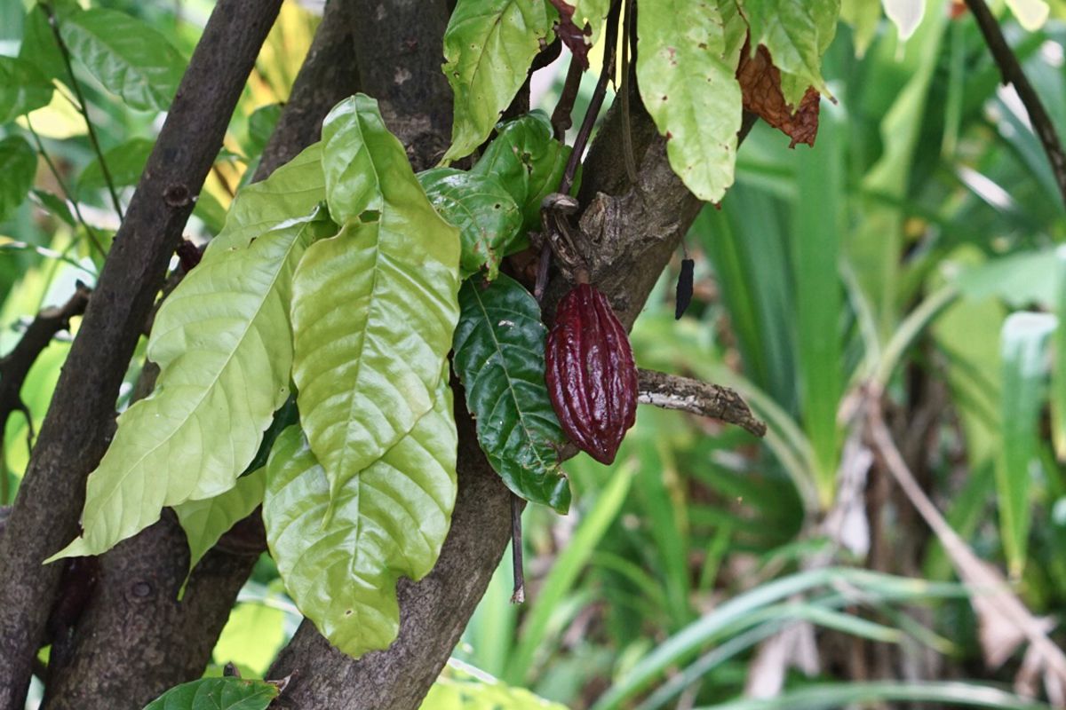 Cacaueiro com folhas verde-claro e verde-escuro com cacau no meio