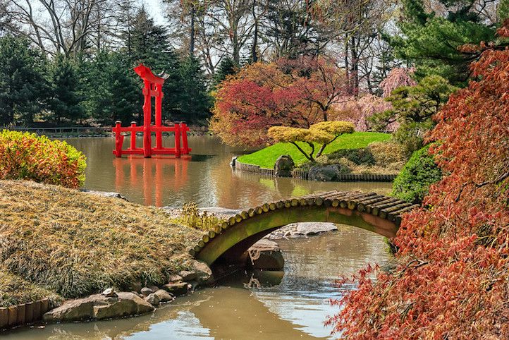 Holzbrücke über Teich mit japanischen Ahornbäumen im Vorder- und Hintergrund und roter japanischer Tempelstruktur, die aus dem Wasser ragt.