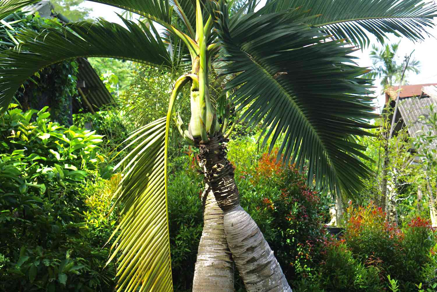 Bottle palm trees swollen trunk surrounded by bright green foliage