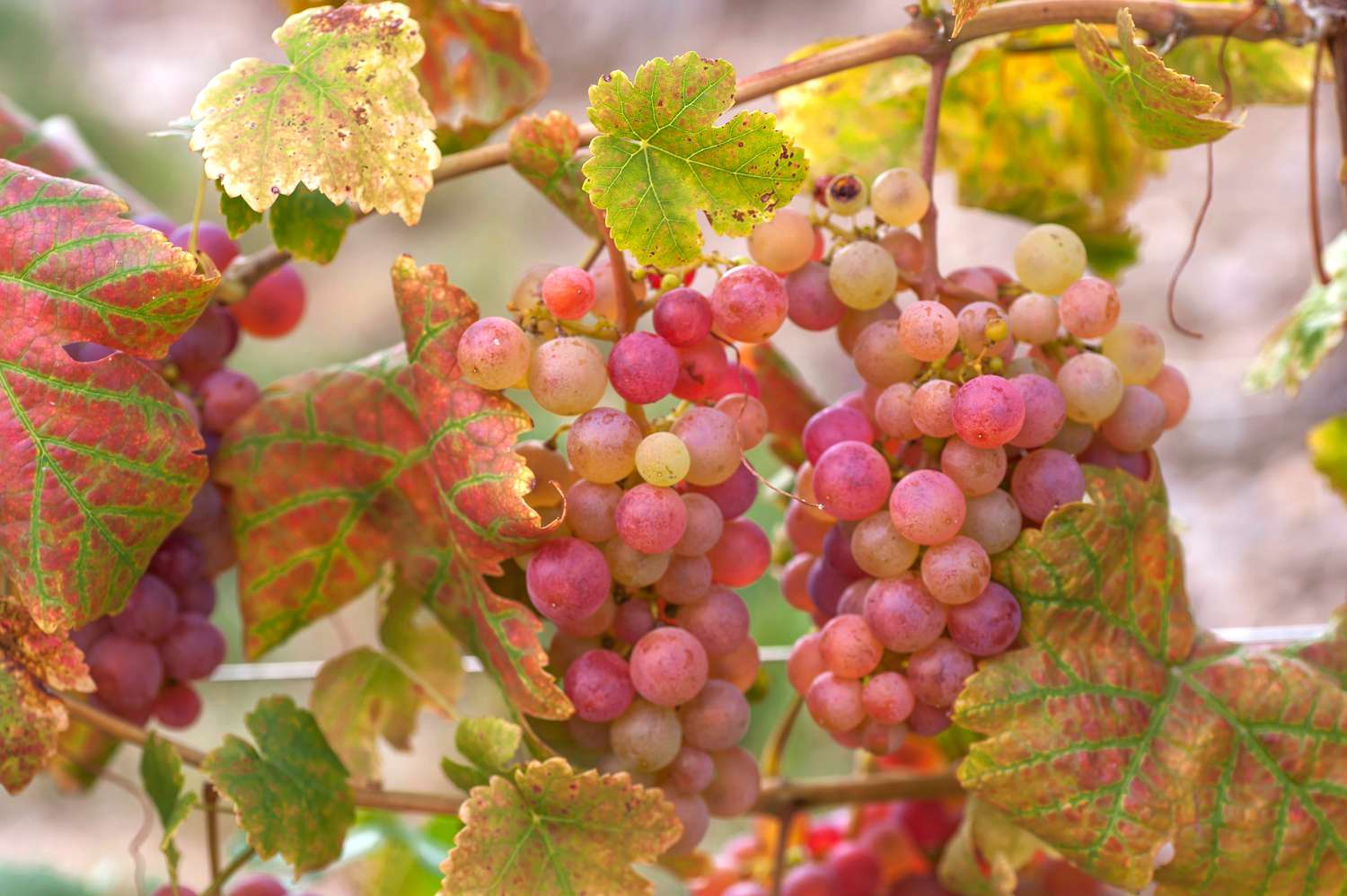Gewöhnliche Weinreben mit roten und grünen Blättern und hellroten Trauben