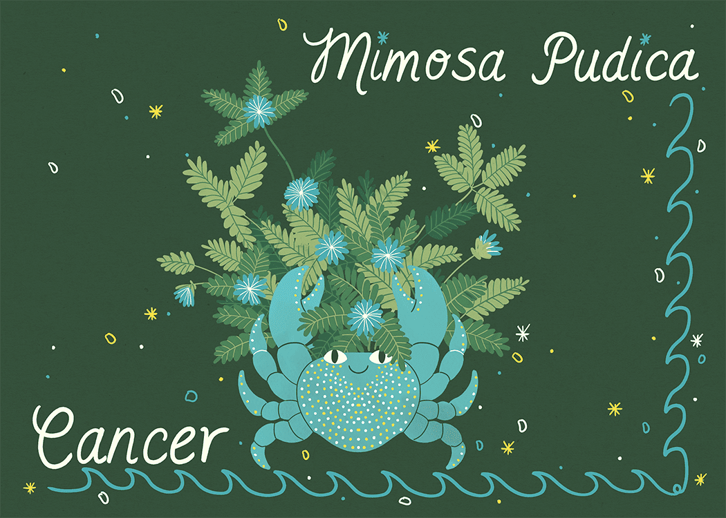 ilustração de mimosa pudica com câncer