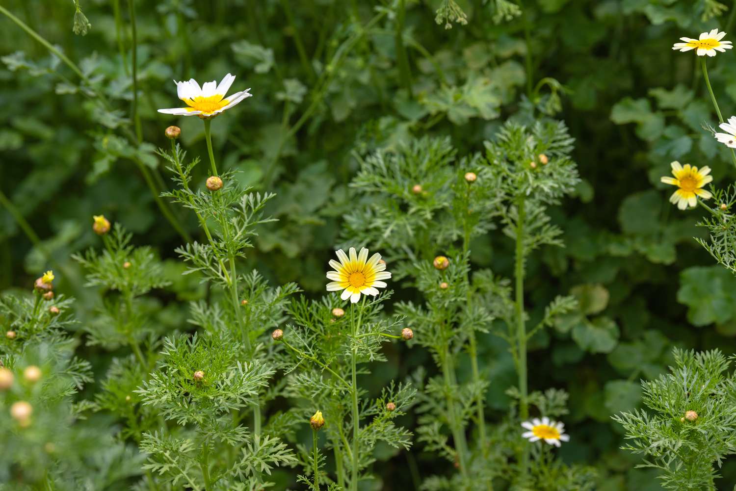 Gänseblümchenblüten und -knospen an dünnen Stielen mit gefiederten Blättern