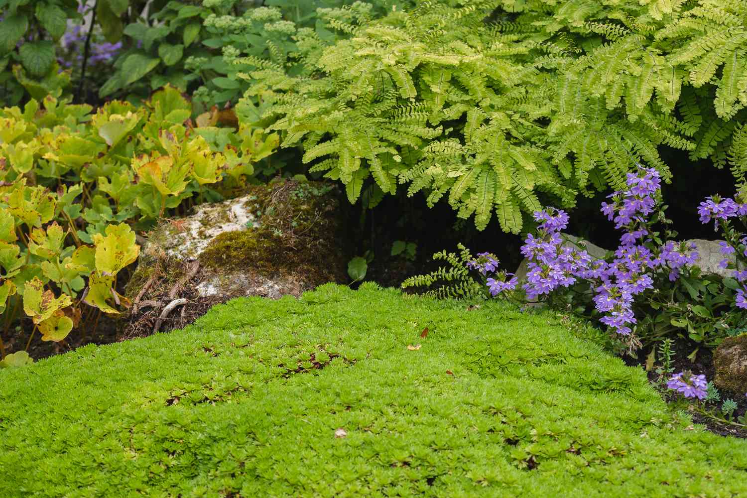 Schottisches Moos wächst auf dem Boden neben Farnen und Blumen