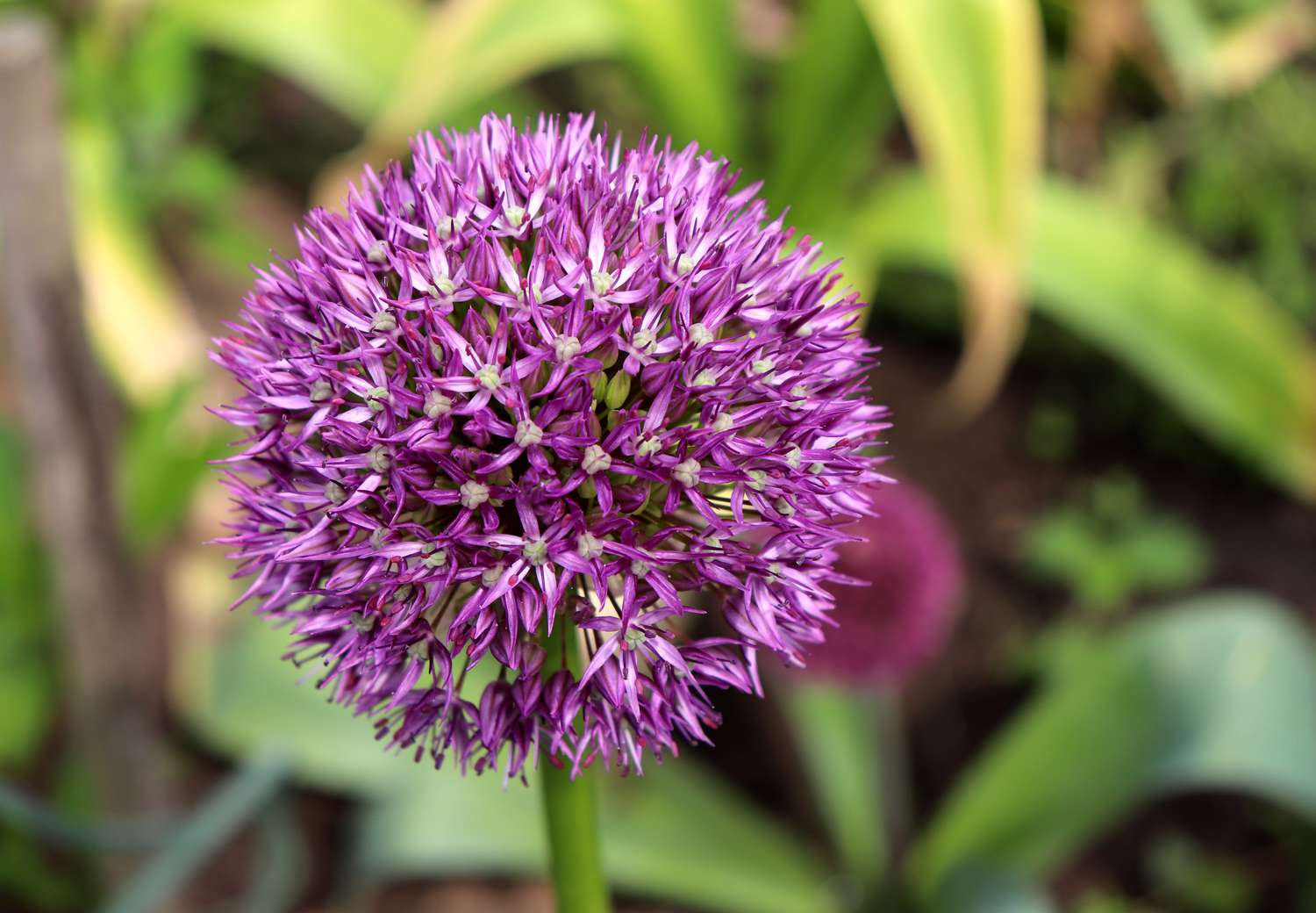 'Early Emperor' allium with purple flowers