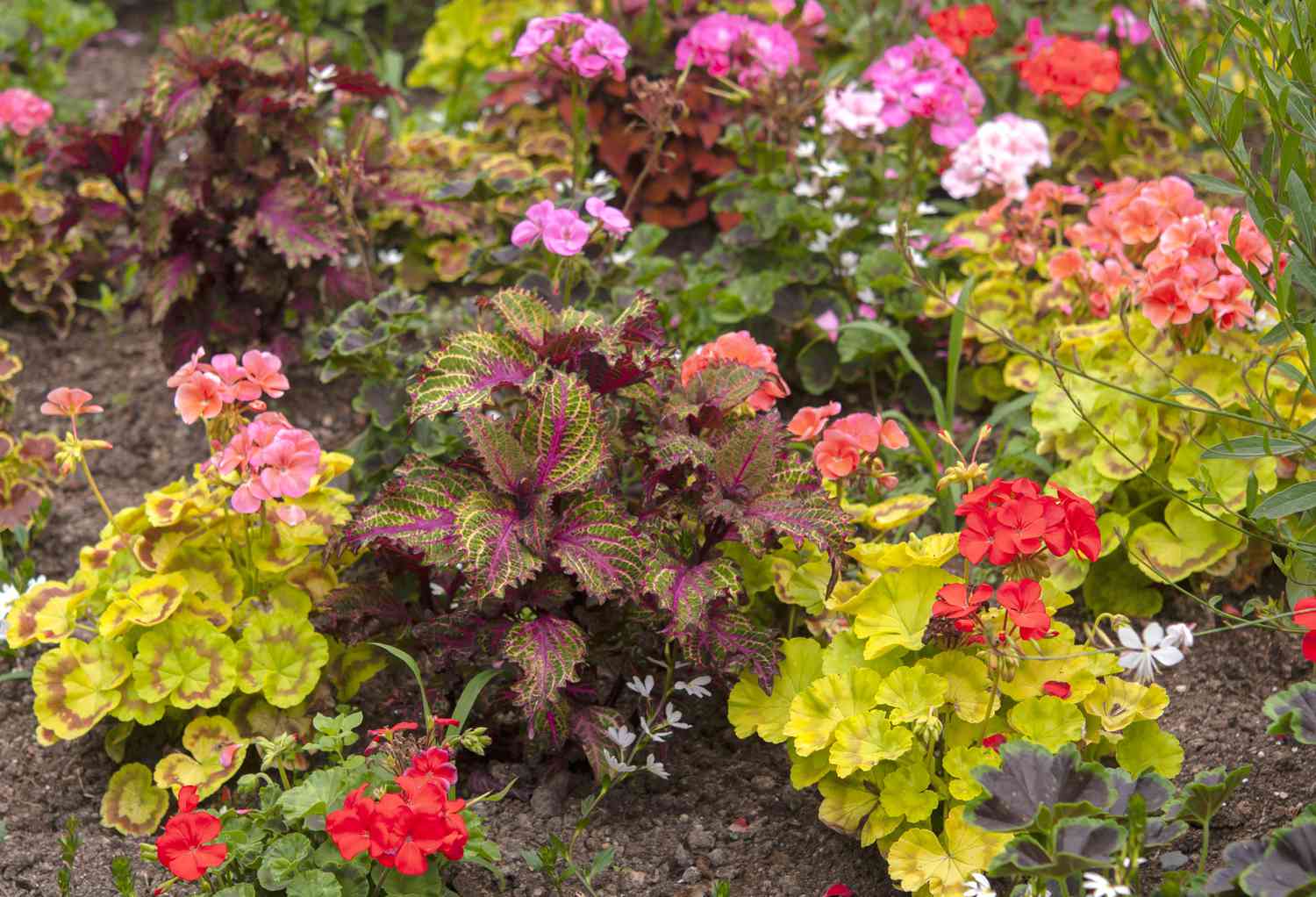 Geranienblüten mit roten und rosa Blütenblättern, umgeben von mehrjährigen und einjährigen Pflanzen