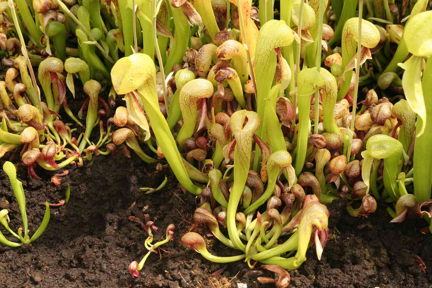 Cobra lilies hooded and reared up like cobra snakes.