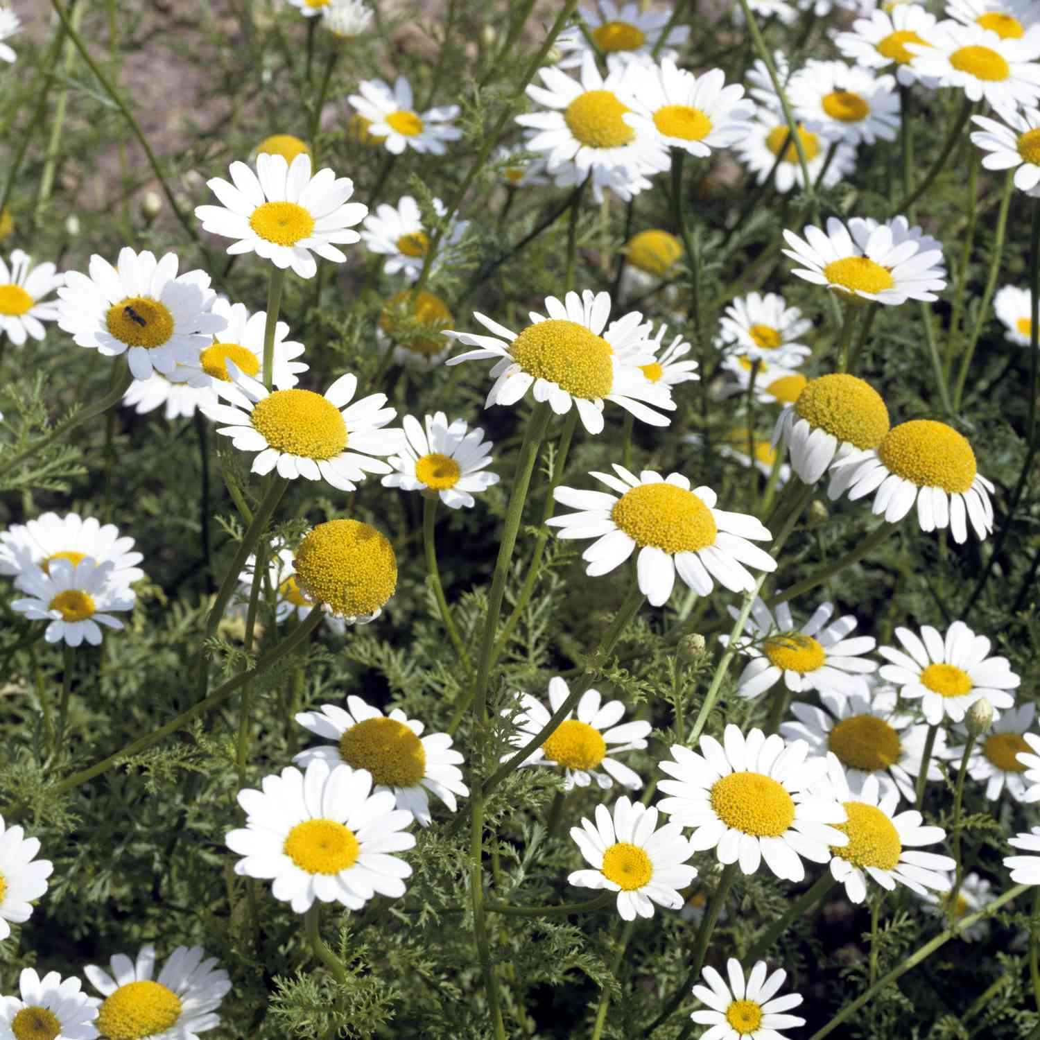 Anacyclus pyrethrum