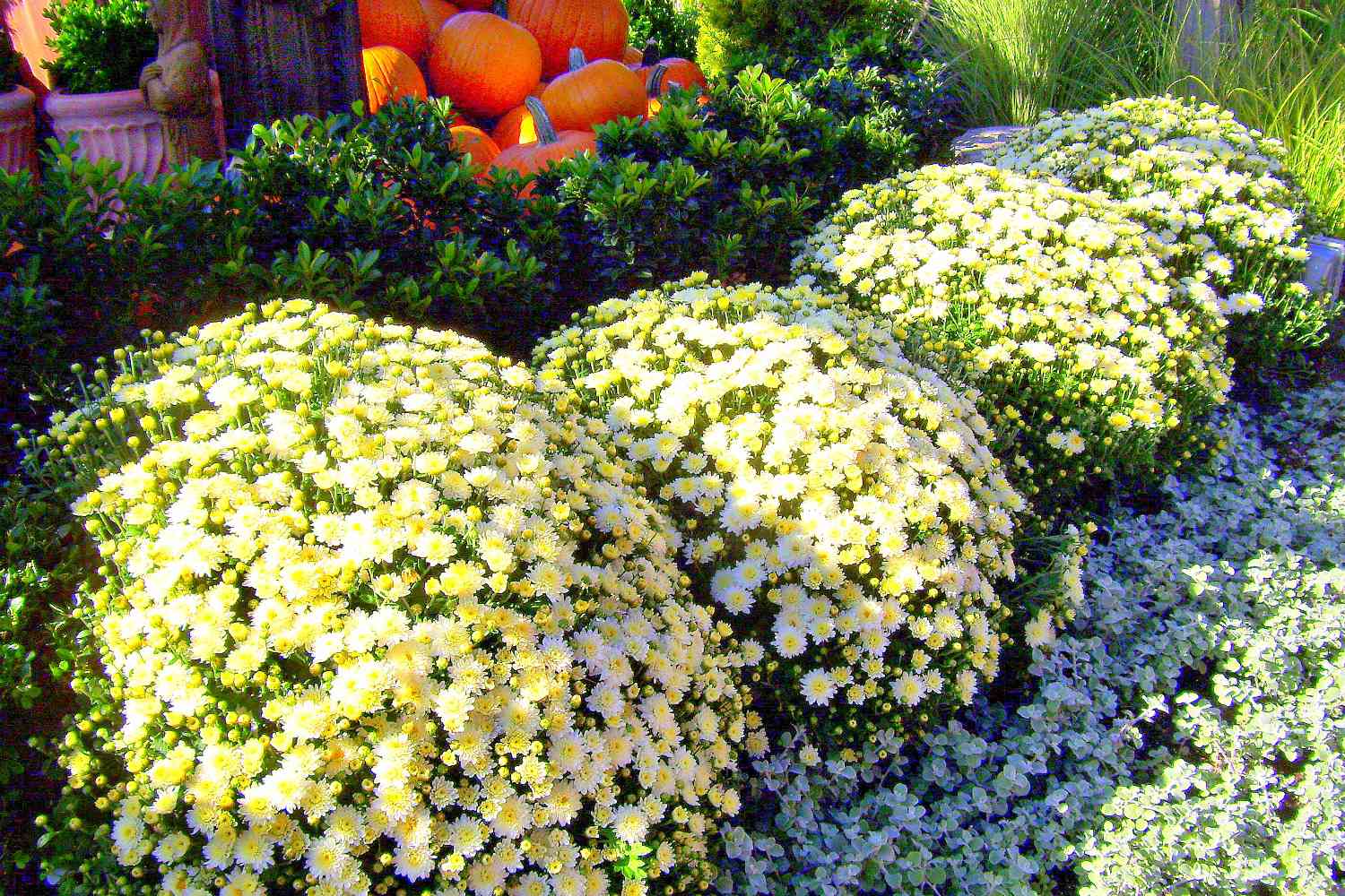 Sträucher aus weißen Chrysanthemen mit Kürbissen