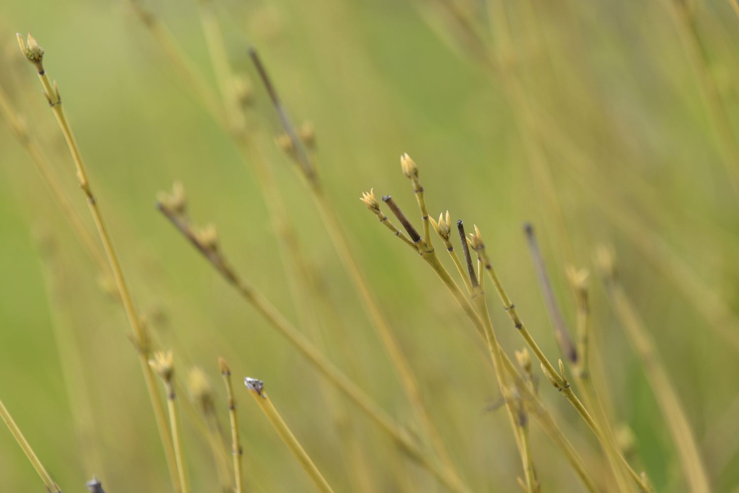 Gelbe Hartriegelstängel mit kleinen Blüten und Knospen in Nahaufnahme