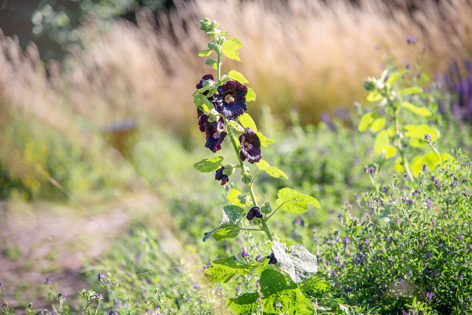 Schwarze Stockrose mit hohem Stängel mit dunkelvioletten gefüllten Blüten und großen Blättern inmitten eines Feldes mit hohem Gras