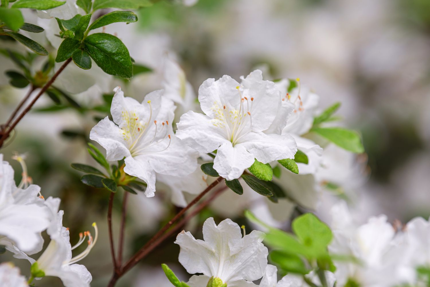 Azaleenstrauchzweige mit weißen Blüten im Garten